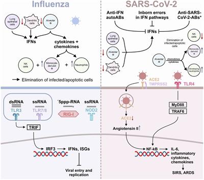 The Role of Innate Immunity and Bioactive Lipid Mediators in COVID-19 and Influenza